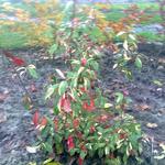 Photinia davidiana 'Palette' - 