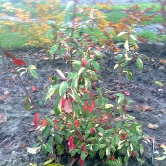 Photinia davidiana 'Palette'