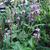 Verbena hastata 'Blue Spires'