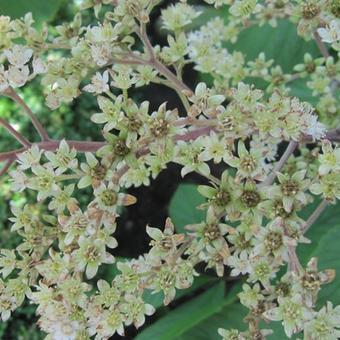 Rodgersia 'La Blanche'