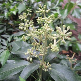 Hedera helix 'Zorgvlied'