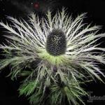 Eryngium alpinum - Panicaut des Alpes