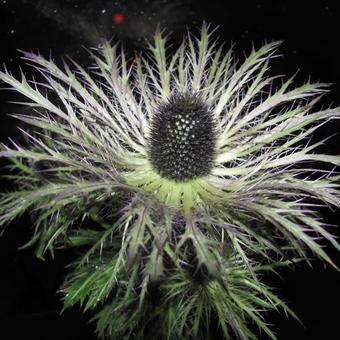 Eryngium alpinum