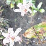 Tricyrtis formosana 'Hiki Yuri' - 