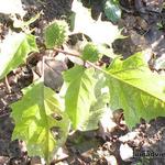 Datura metel - Flaumiger Stechapfel