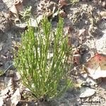 Cytisus scoparius 'Fulgens' - 