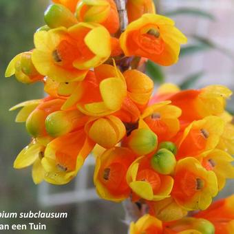 Dendrobium subclausum