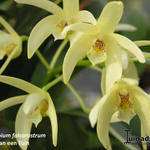 Dendrobium falcorostrum - 