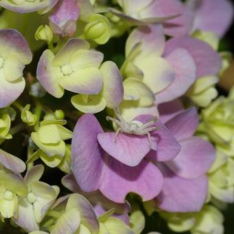 Hydrangea macrophylla