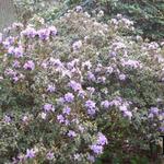 Rhododendron 'Blue Tit'