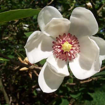 Magnolia sieboldii