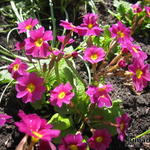 Primula megaseifolia - 