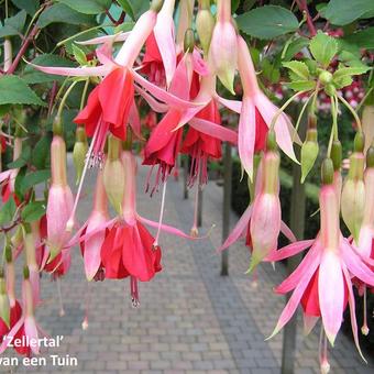 Fuchsia 'Zellertal'