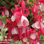 Fuchsia 'Wilson's Pearls' - 