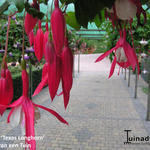 Fuchsia 'Texas Longhorn' - 