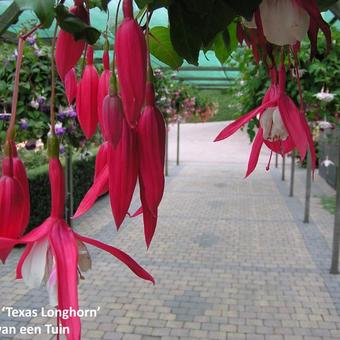 Fuchsia 'Texas Longhorn'