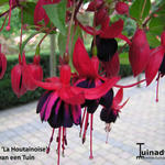 Fuchsia 'La Houtainoise' - 