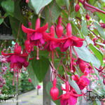 Fuchsia 'Marinka' - 