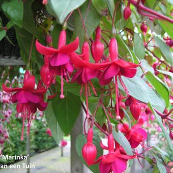 Fuchsia 'Marinka'