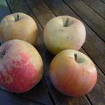 Malus domestica 'Rode Boskoop' - 