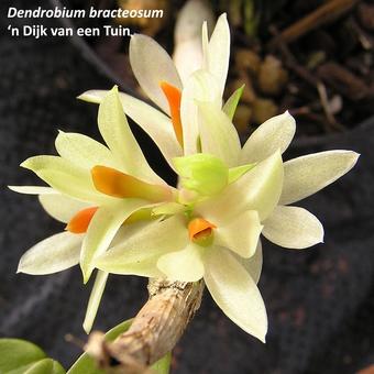 Dendrobium bracteosum