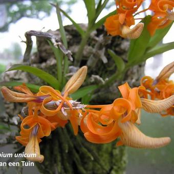 Dendrobium unicum