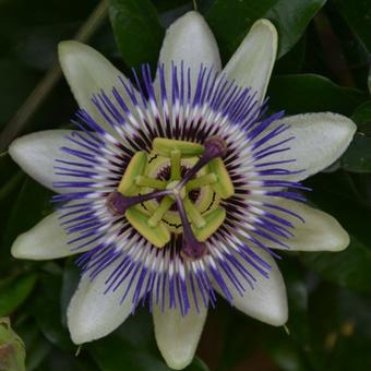 Passiflora caerulea