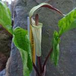 Arisaema triphyllum - Dreiblättriger Feuerkolben