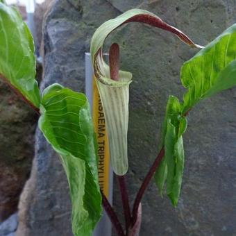 Arisaema triphyllum