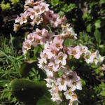 Bergenia cordifolia 'Schneekönigin' - 