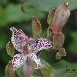 Tricyrtis macropoda - 