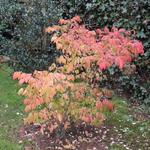 Euonymus alatus 'Compactus' - 