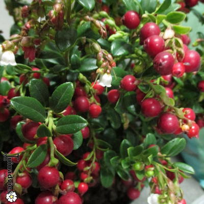 Vaccinium vitis-idaea - Preiselbeere