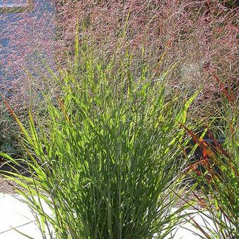 Panicum virgatum 'Prairie Sky'