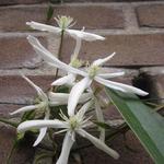 Clematis armandii 'Snowdrift' - 