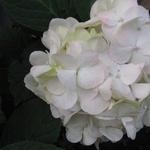 Hydrangea macrophylla 'Mme Emile Mouillère' - 