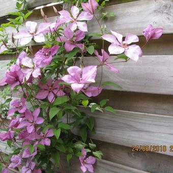 Clematis viticella 'Margaret Hunt'