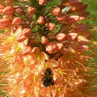 Eremurus x  isabellinus 'Cleopatra'