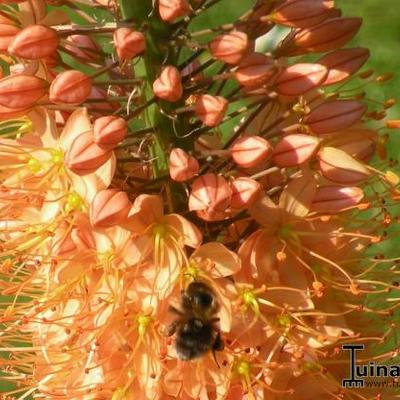 Eremurus x  isabellinus 'Cleopatra' - 