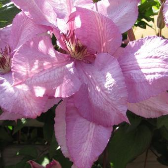 Clematis viticella 'Margaret Hunt'