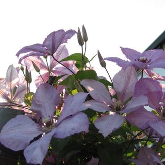 Clematis viticella 'Margaret Hunt'