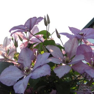 Clematis viticella 'Margaret Hunt'  - 