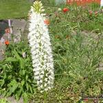 Eremurus himalaicus - 