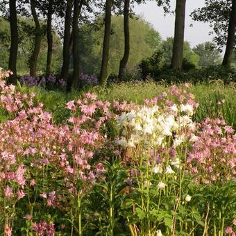 Aquilegia caerulea SPRING MAGIC-serie