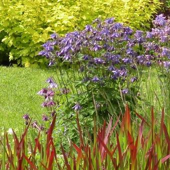 Aquilegia caerulea SPRING MAGIC-serie