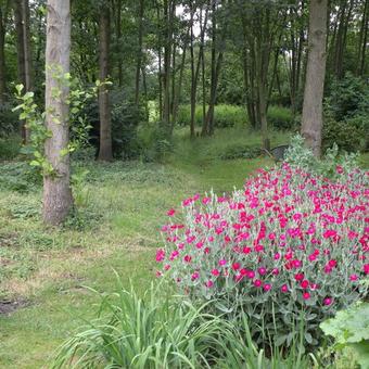 Lychnis coronaria 'Atrosanguinea'