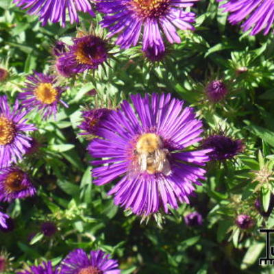 Aster novae-angliae - 