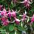 Fuchsia 'Cascade'