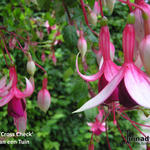 Fuchsia 'Cross Check' - 