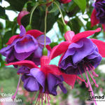 Fuchsia 'Cécile' - 